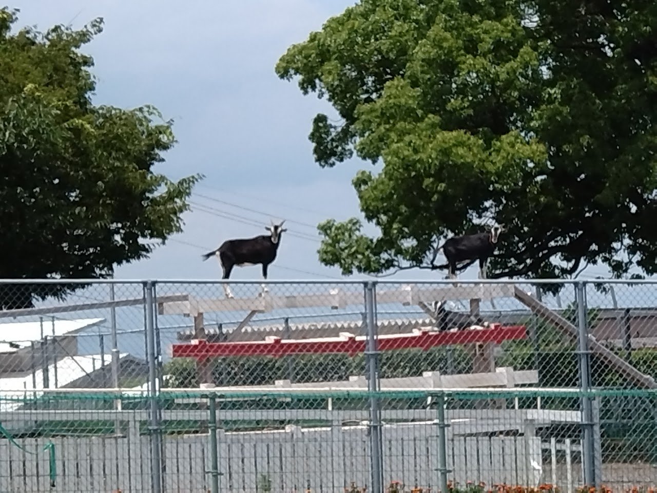 🌸 아리아케노모리 플라워 공원(有明の森フラワー公園) 이미지 7